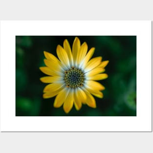 yellow flower plant Posters and Art